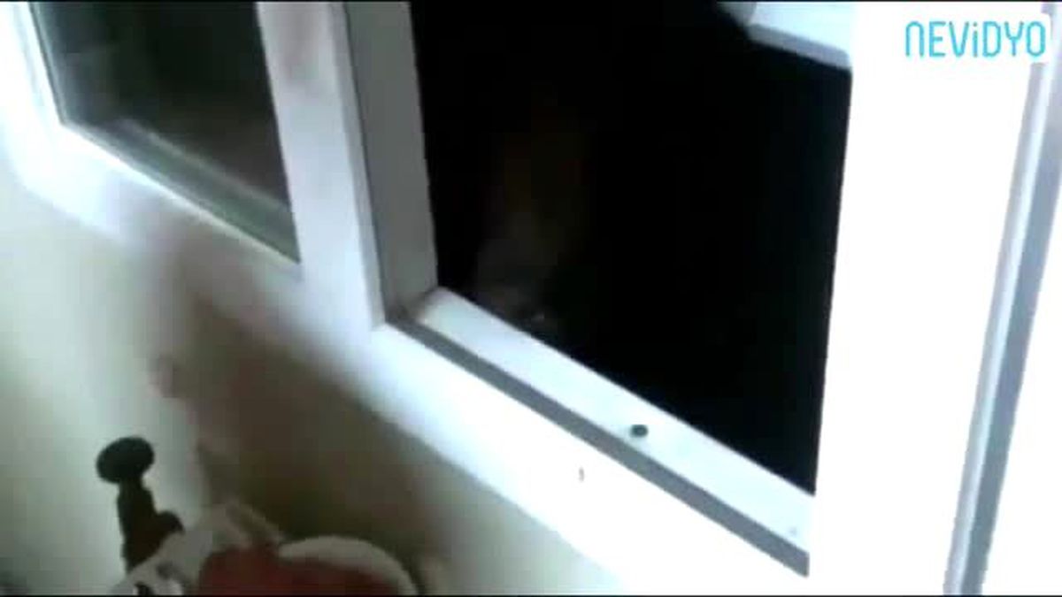 Böyle Cesaret Görmediniz! Eliyle Besledi!..