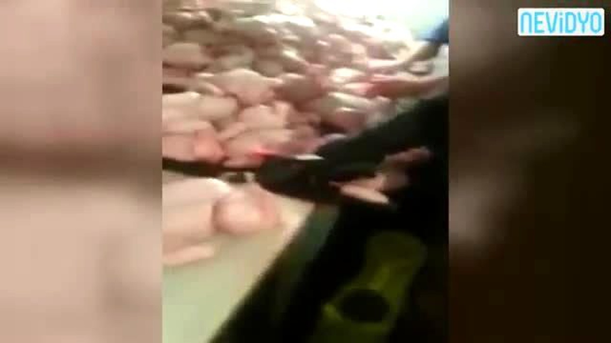 Korkunç! Mutfağınıza Gelen Tavuklara Bu İşlemi Uyguluyorlar...