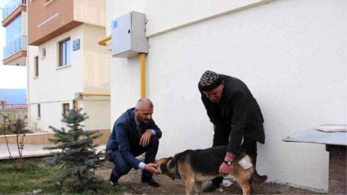 Tabancayla Vurulan Köpek Kahve Masasında Ameliyat Edildi