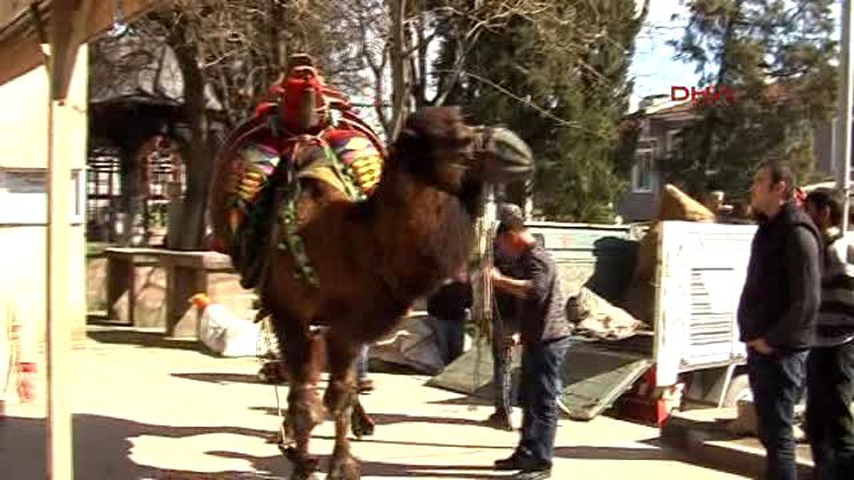 Balıkesir\'de Deve Kortejine Yoğun İlgi