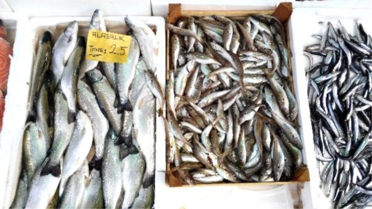 Batı Karadeniz\'de Balık Fiyatları El Yakıyor