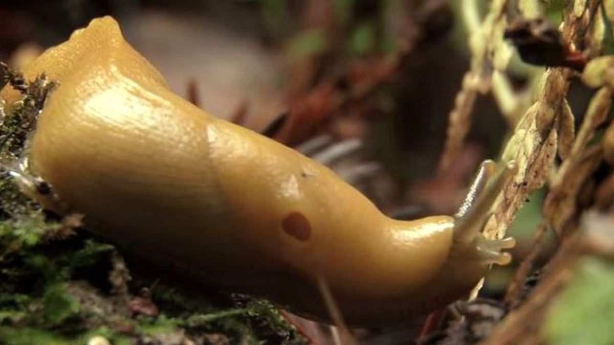 Daha Önce Hiç Muz Sümüklü Böceği Gördünüz mü