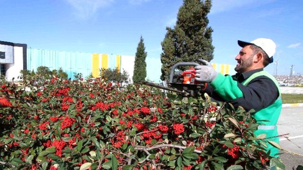 Ağaçların Bakımları Yapılıyor