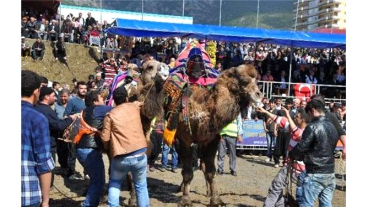 Altın Muz Deve Güreşleri Festivali