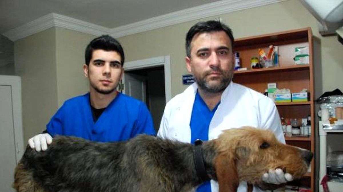 Av Köpeği Karnındaki Ölü Yavurlar Alınarak Kurtarıldı