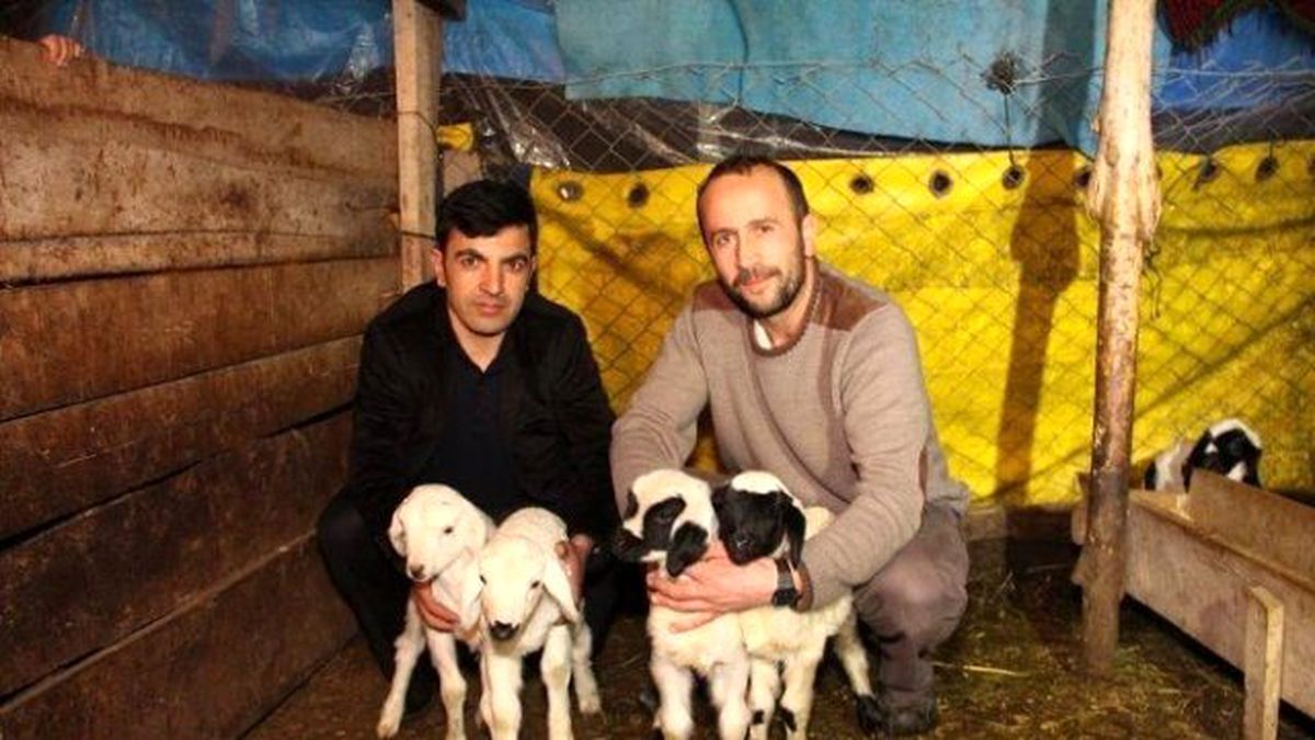 Oltu\'da Şubat Ayının Kuzu Bereketi