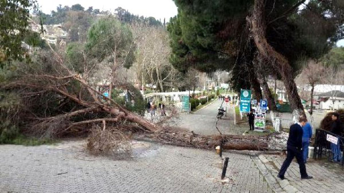 Şiddetli Rüzgar Aydın\'da Ağaç Devirdi
