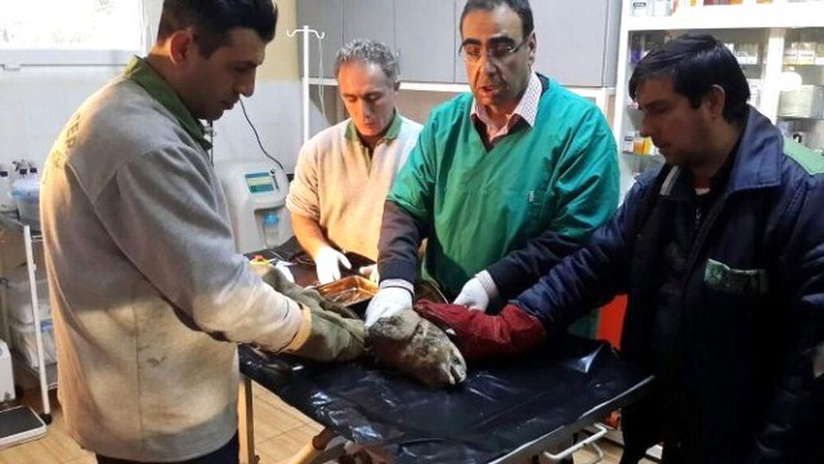 Yaralı Şahin Tedavi Edildi