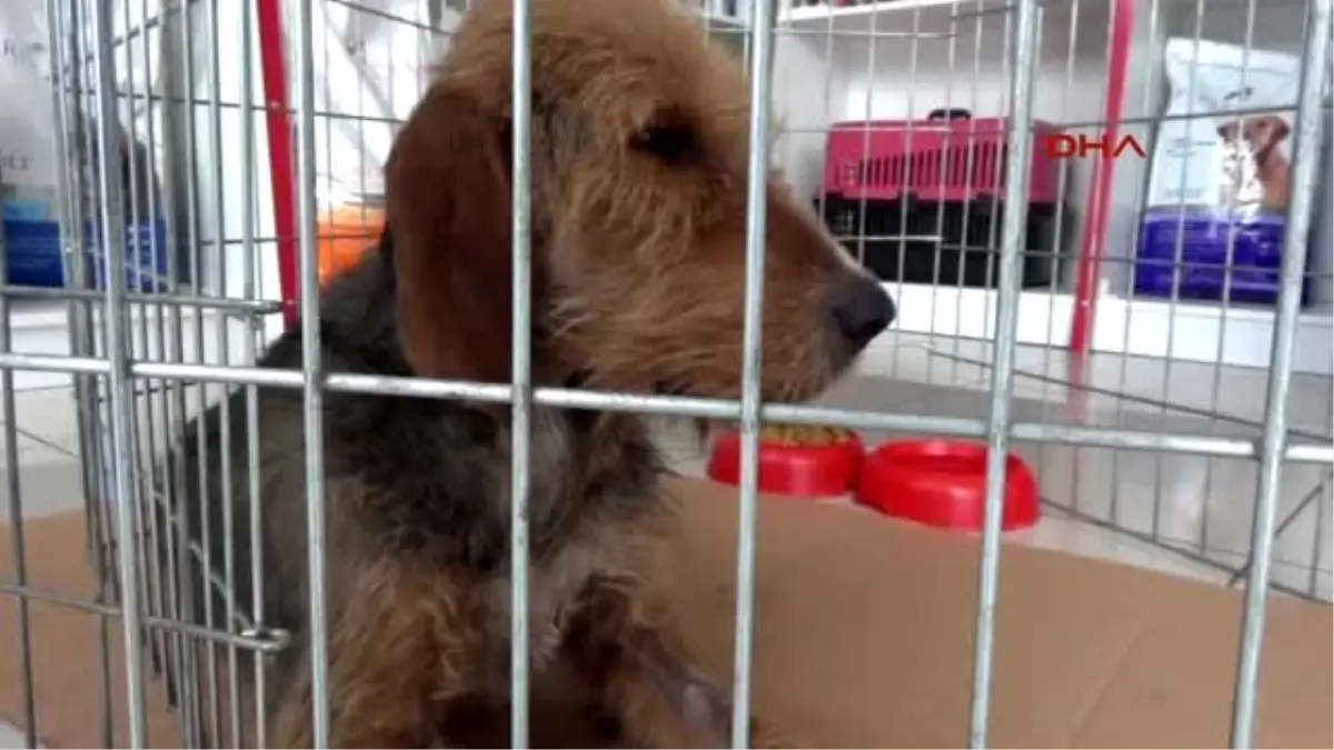 Zonguldak Av Köpeği Karnındaki Ölü Yavrular Alınarak Kurtarıldı