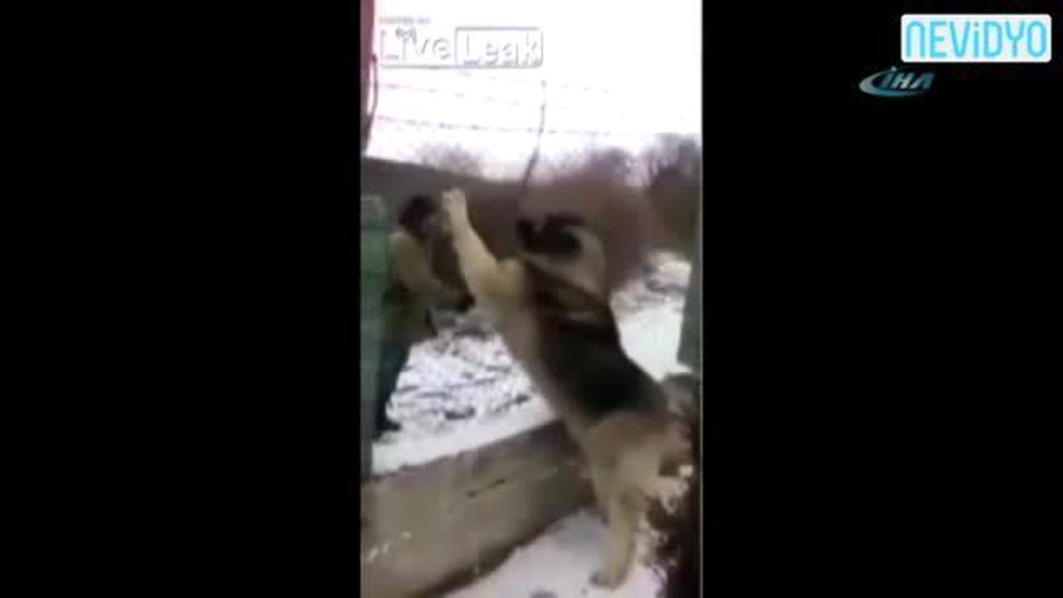 Aslan Değil Köpek!
