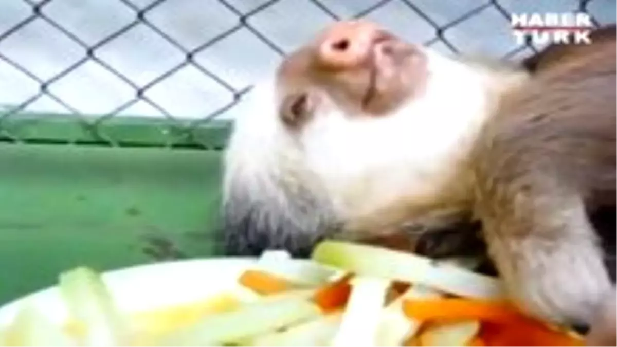 Dünyanın En Tembel Hayvanı