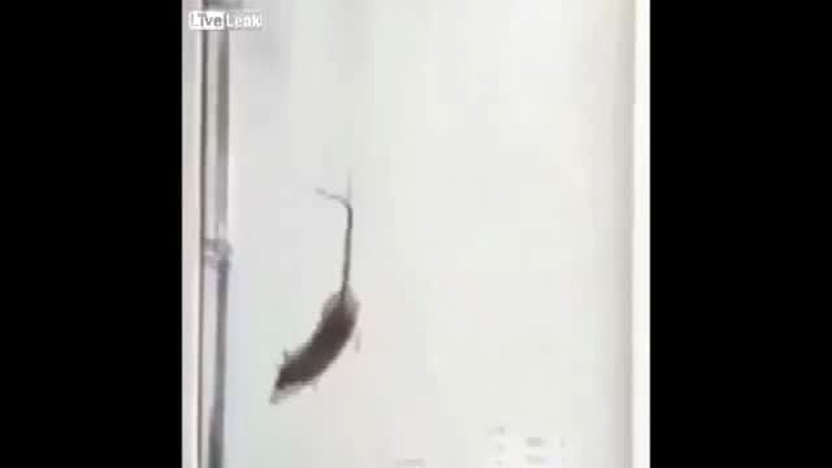 Fareyi Uçan Balonlara Bağlayıp Havaya Bıraktılar