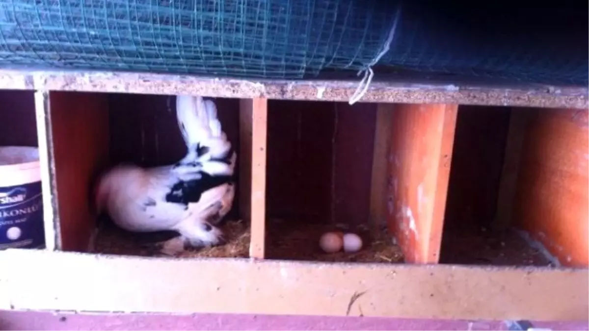 İspenç Tavuğu Yumurtaları Sosyal Medyada