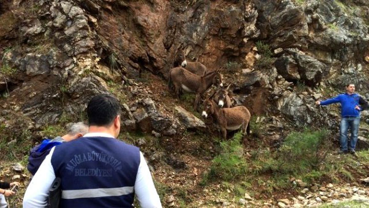 Kayıp Eşekler Sahiplendirilmiş