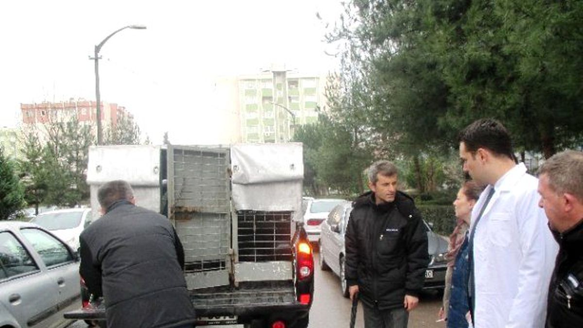 Sahipsiz Hayvanların İmdadına İzmit Zabıtası Koşuyor