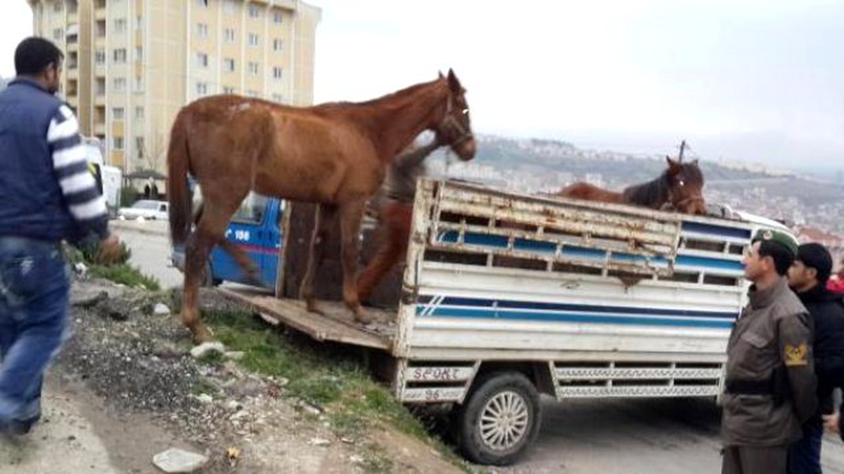 At Arabasına Koşmak İçin Yarış Atı Çalan 3 Şüpheli, Serbest