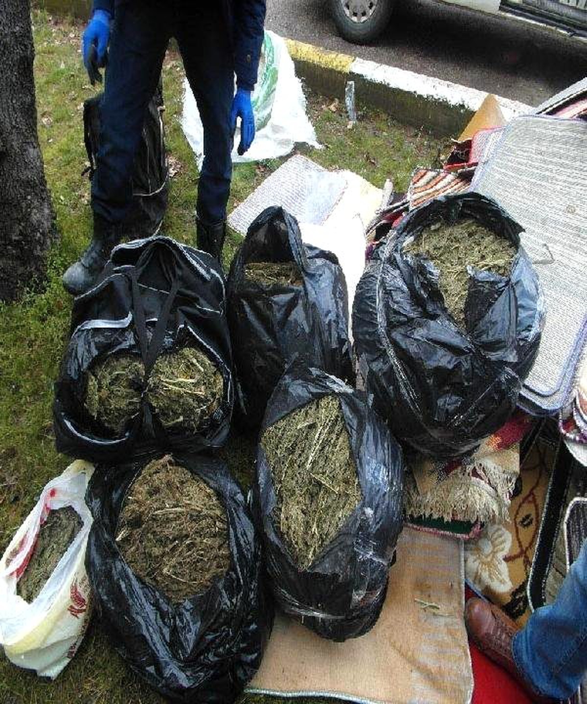 Battaniye ve Kilim Arasında 55 Kilo Esrar