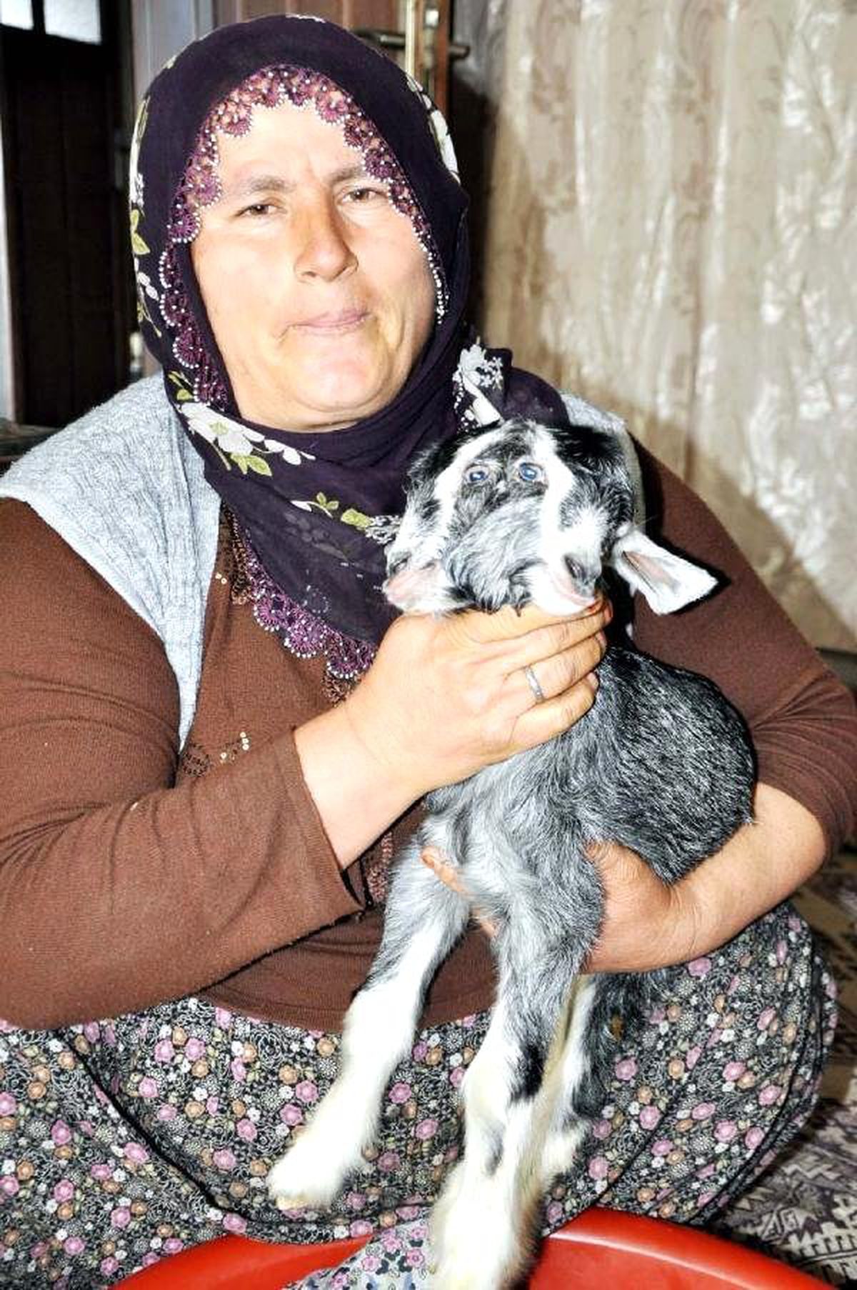 Besni\'de Çift Başlı Oğlak Dünyaya Geldi