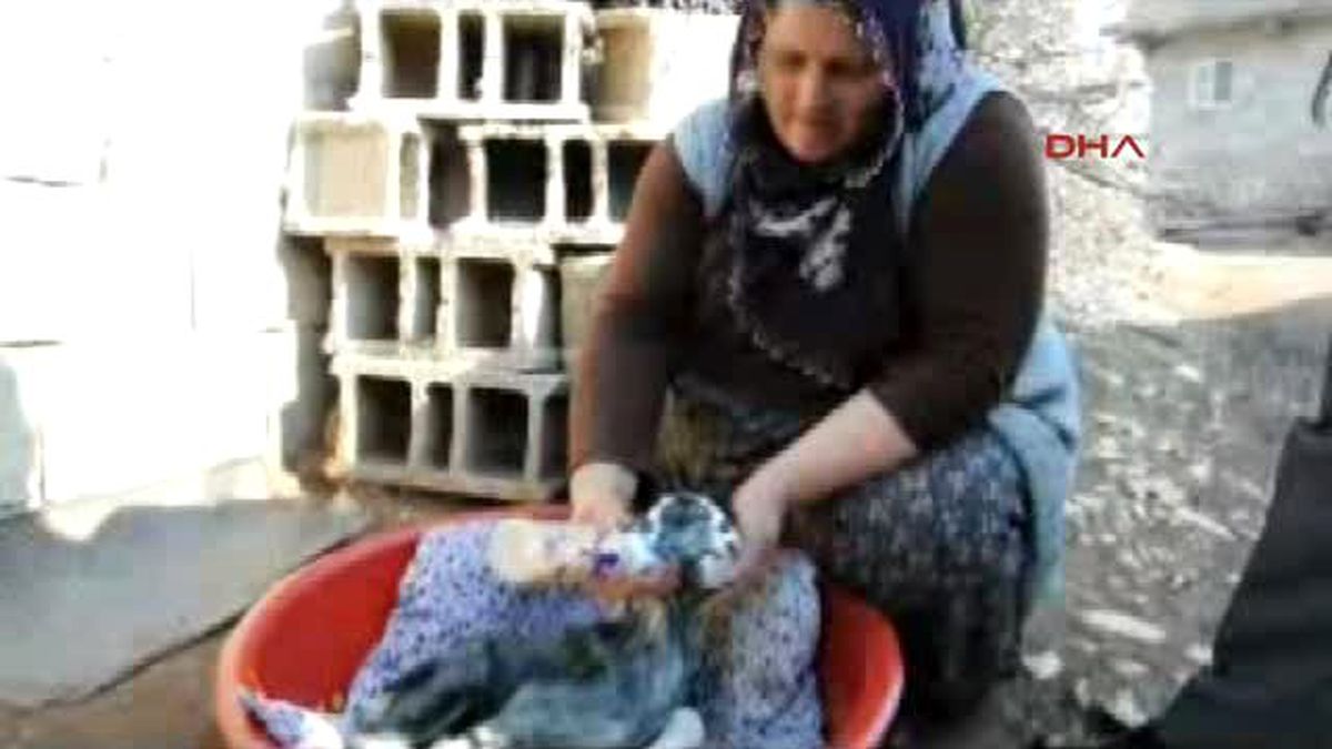 Besni\'de Çift Başlı Oğlak Dünyaya Geldi