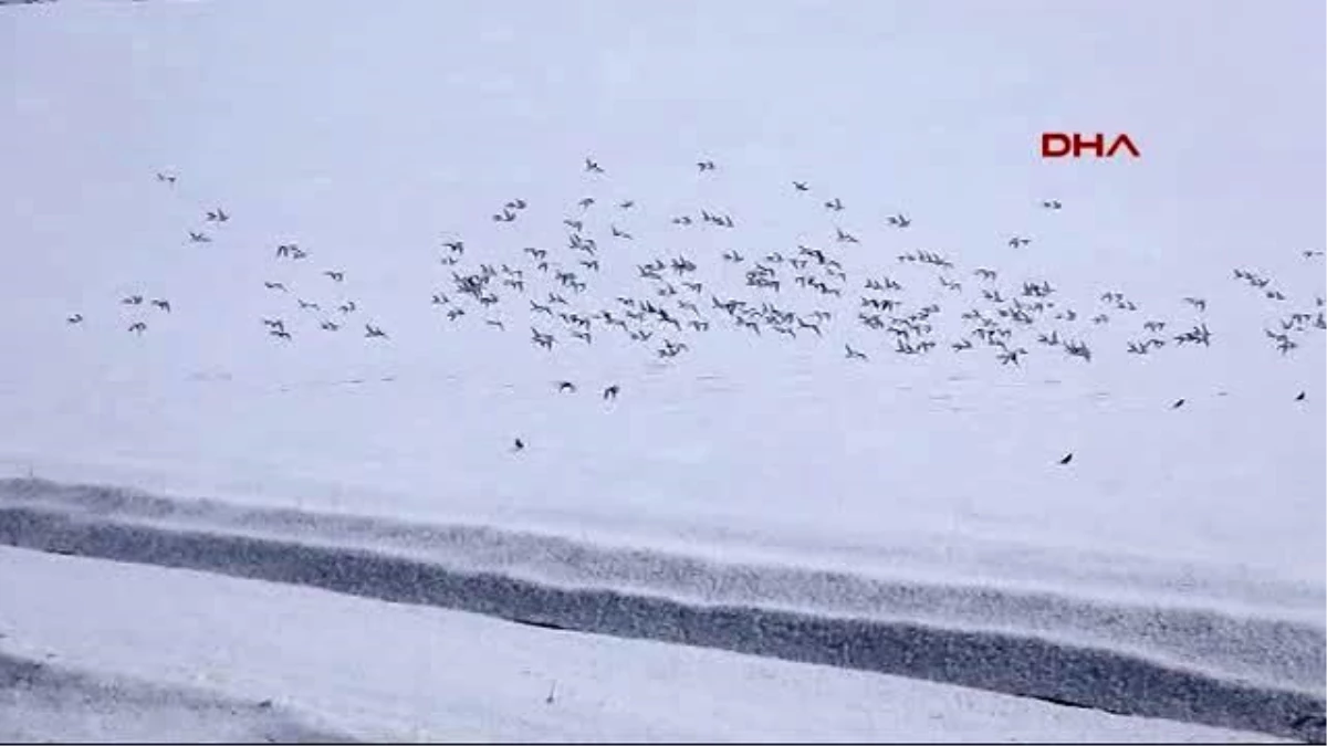 Kuşların Kar Üstünde Yiyecek Savaşı