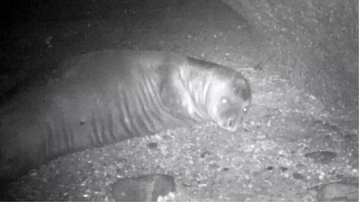 Marmara Denizi\'ndeki Akdeniz Foku\'nun Hayatı Tehlikede