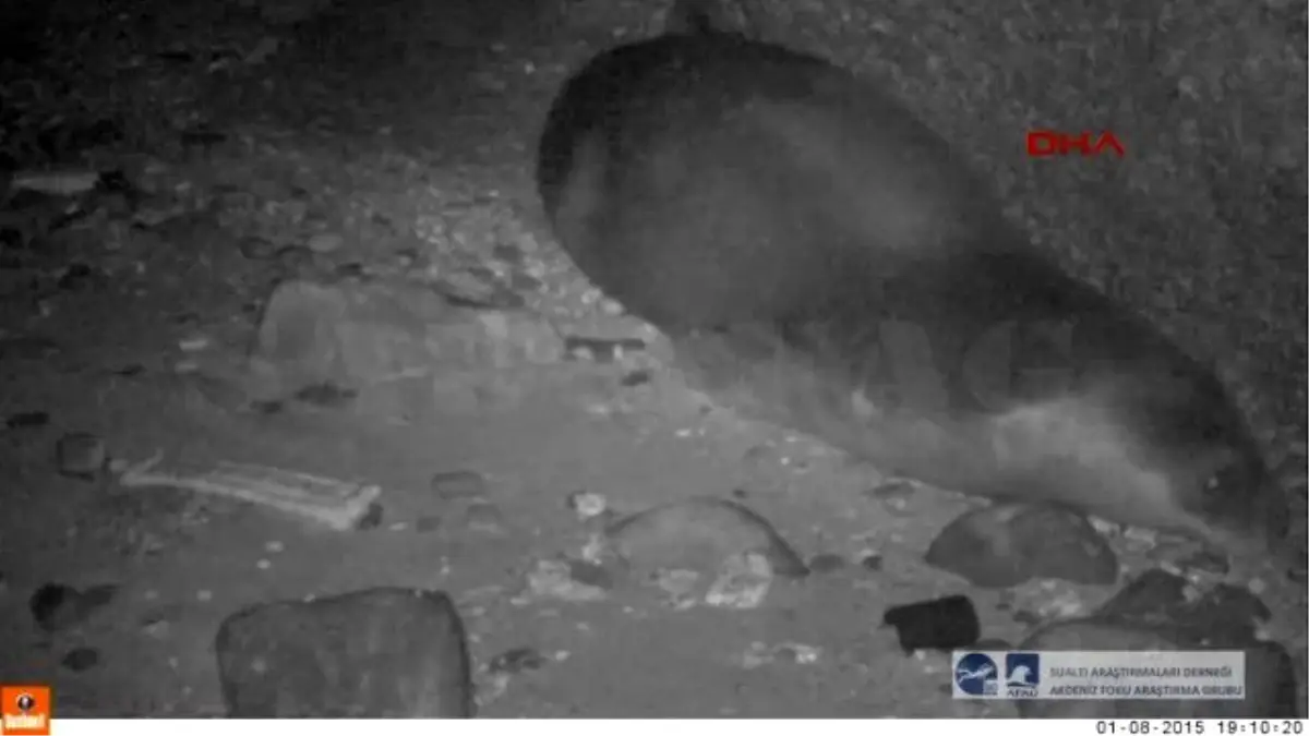 Marmara Denizi?ndeki Akdeniz Foku?nun Hayatı Tehlikede