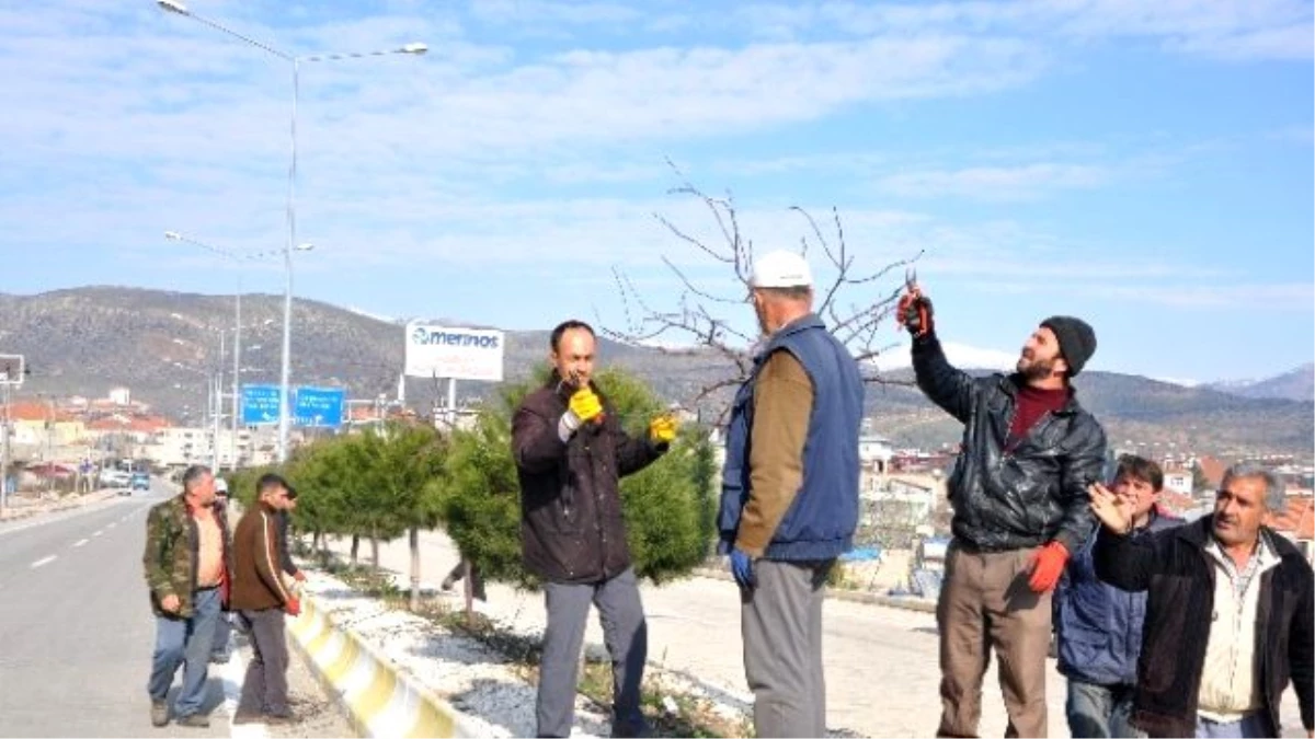 Refüj ve Parklardaki Ağaçlar Budanıyor