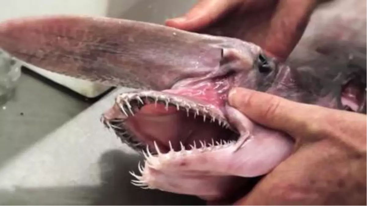 Australian Museum Shares Terrifying Goblin Shark With The World