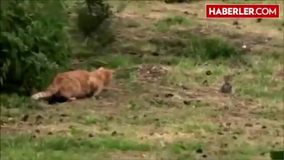 Dikkatsiz Tavşan, Sokak Kedisine Yem Oldu