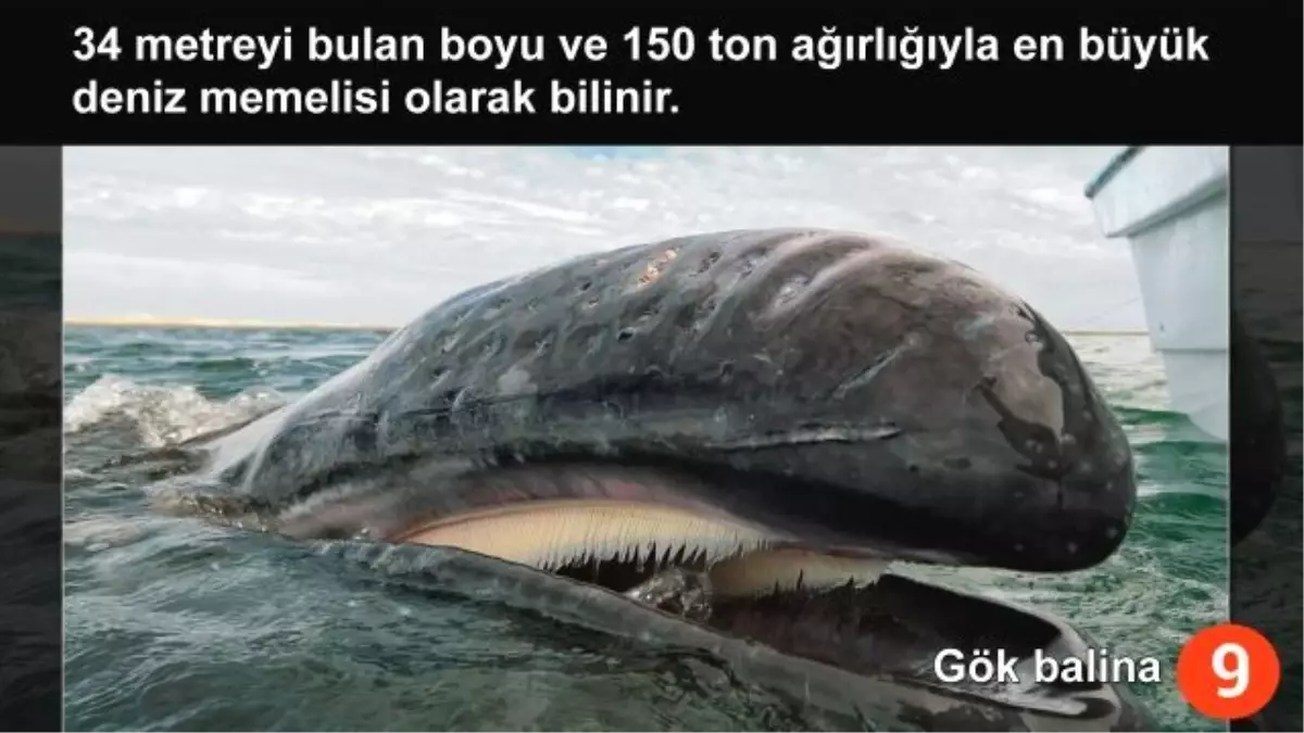 Dünyanın En Büyük 20 Hayvan Türü