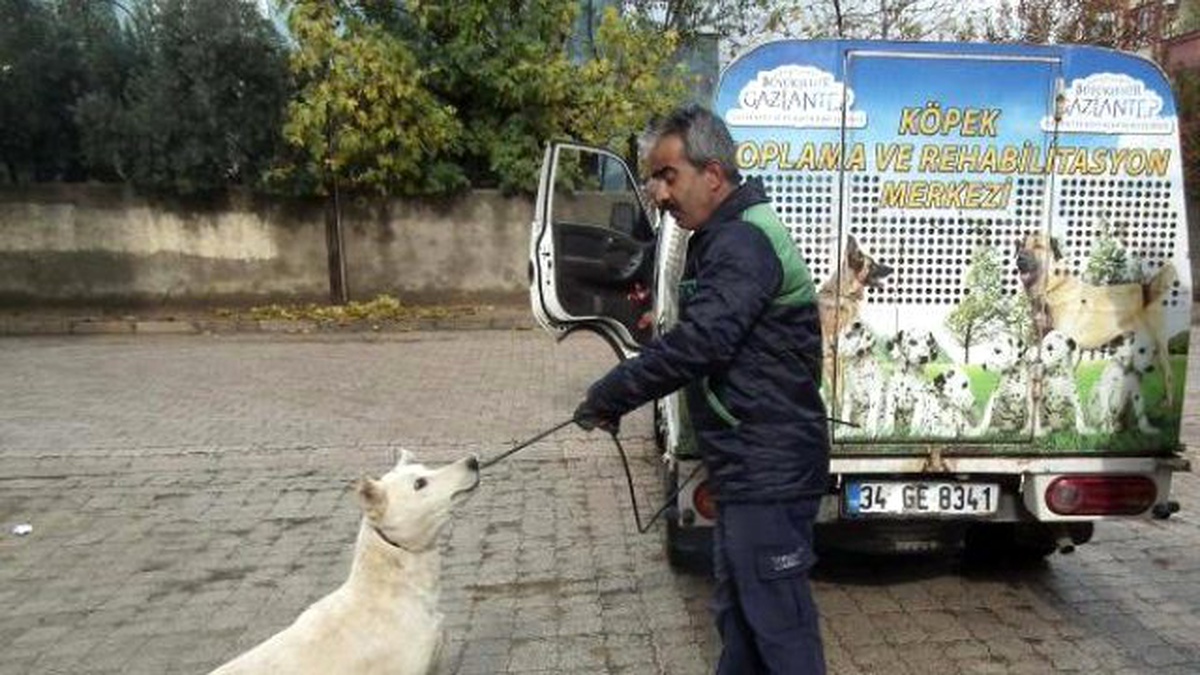 İslahiye\'de Sokak Köpekleri Toplanıyor