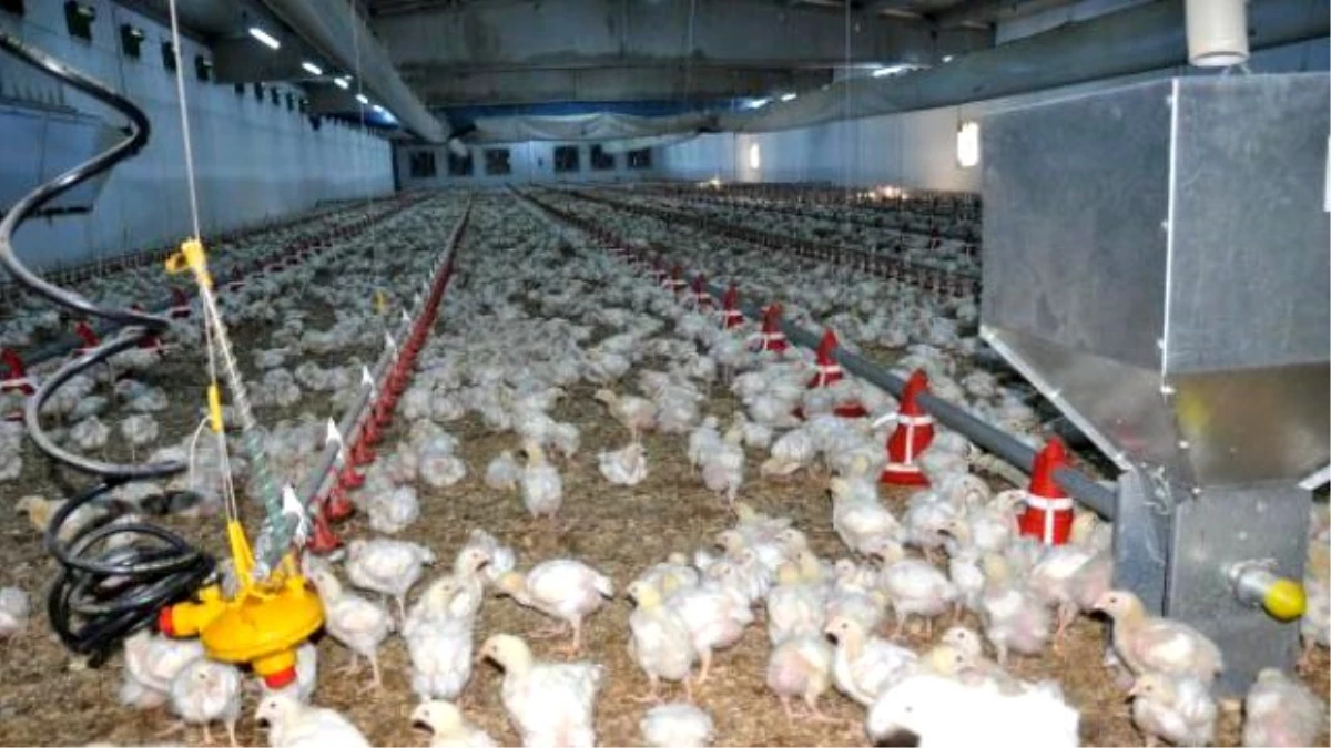 Tavuk Çiftliğinde Elektrik Üretip Fazlasını Devlete Satacak
