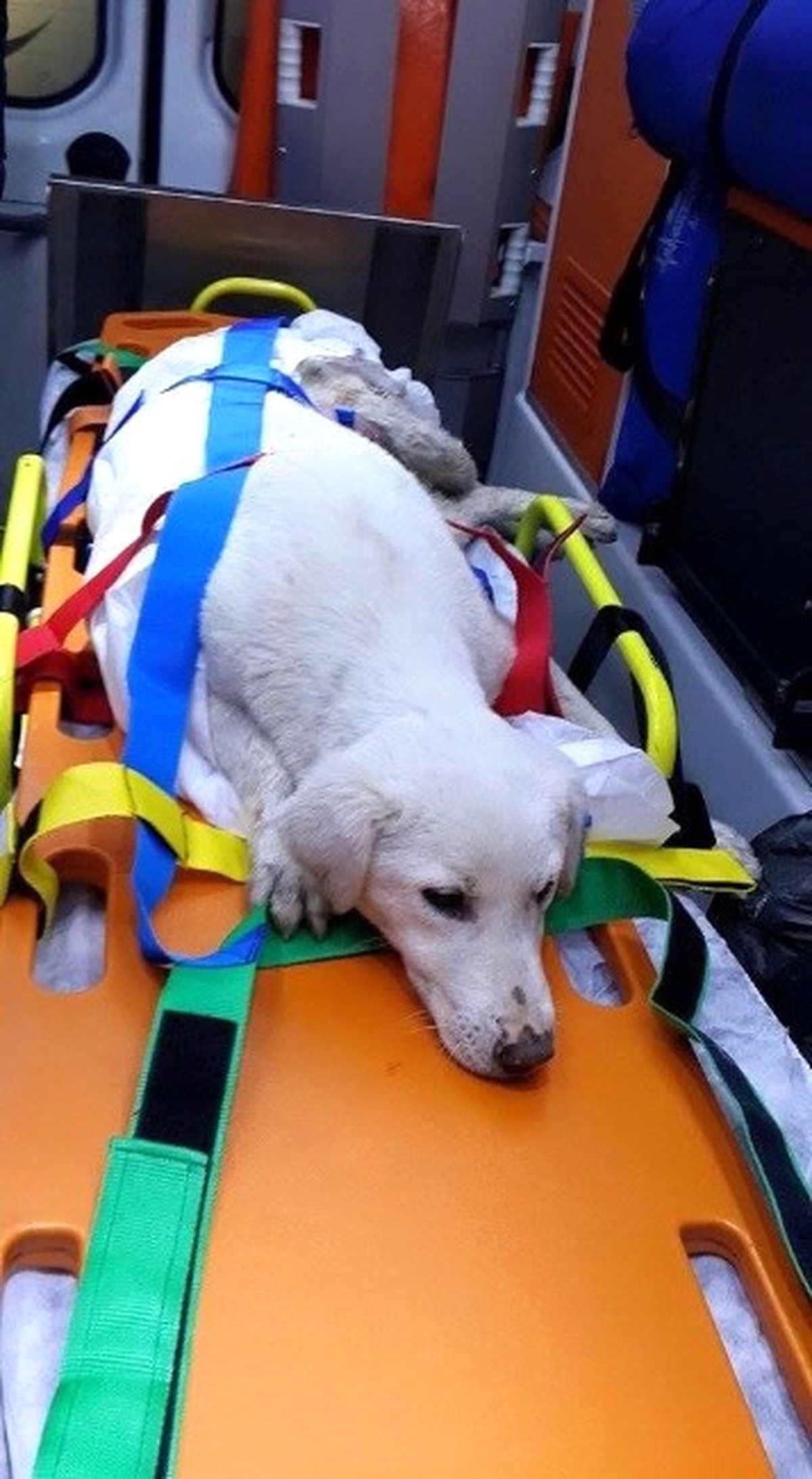 Yaralı Köpek Ambulansla Veterinere Götürüldü
