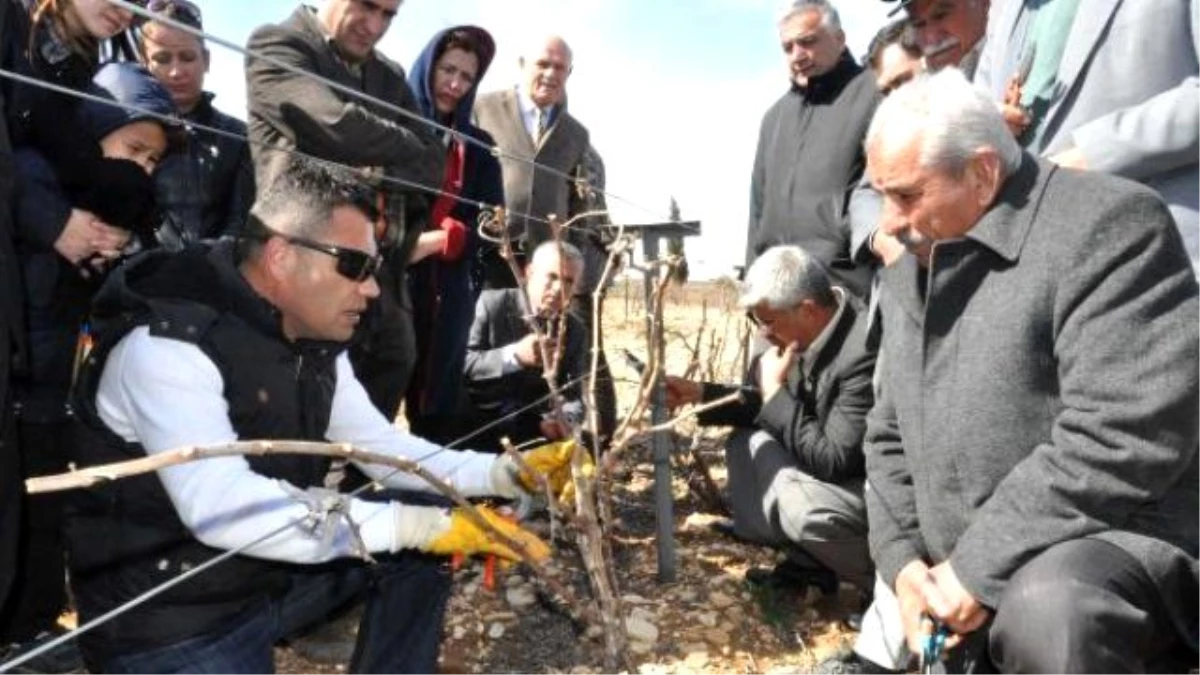 Adıyaman\'da Üzüm Üreticilerine Budama Eğitimi