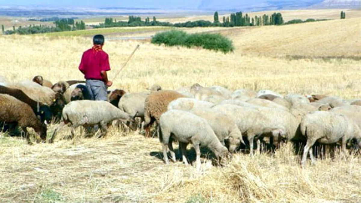 Şanlıurfa\'da 3 Bin Lira Maaşla Çoban Aranıyor