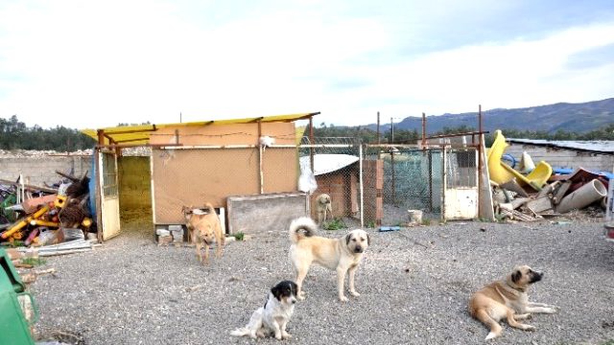 Belediye Hayvan Barınağı Ölü Köpeklerle Dolu