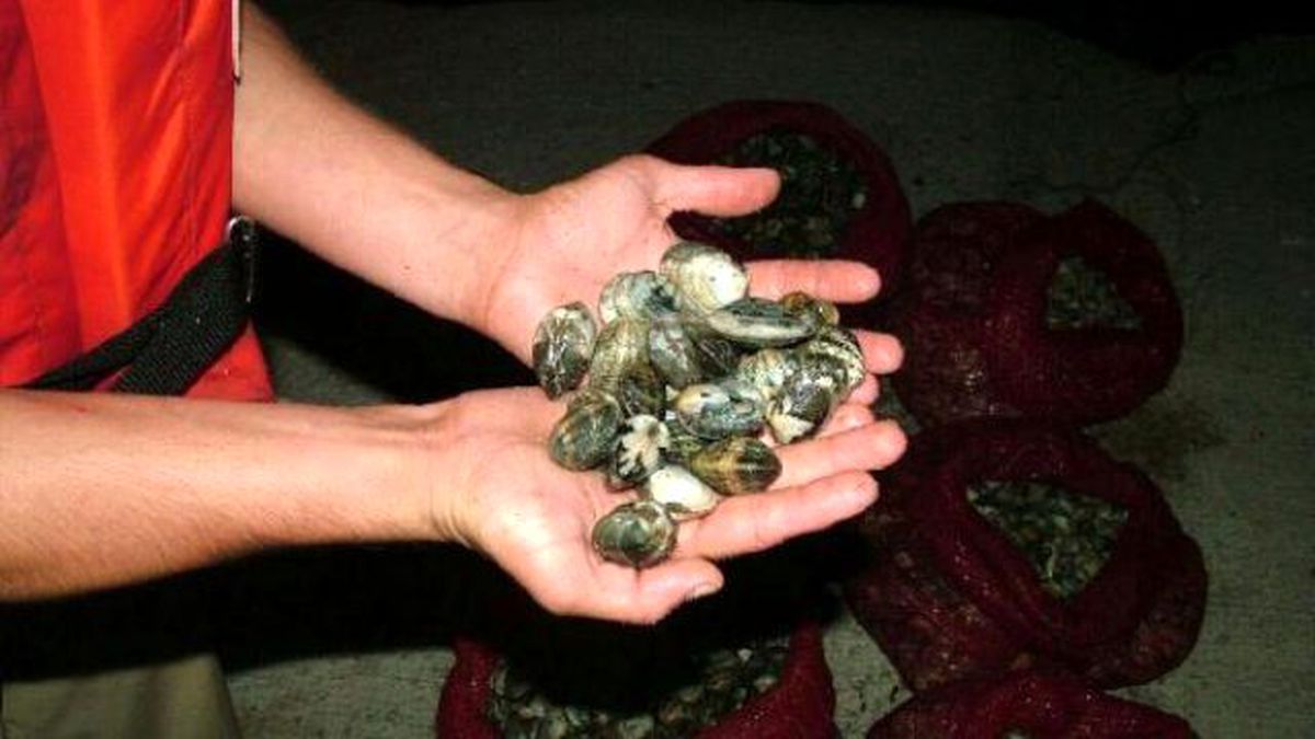 Kaçak Avlanan 29 Ton Midye Denize Bırakıldı