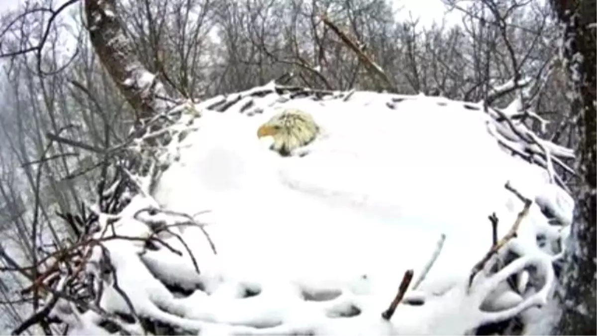 Nesting Bald Eagle Covered İn Snow Up To Its Neck