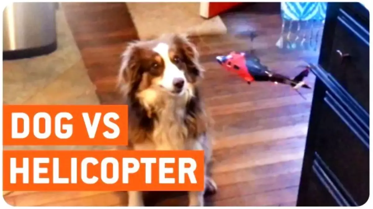 Köpeğin Oyuncak Helikopter ile İmtihanı