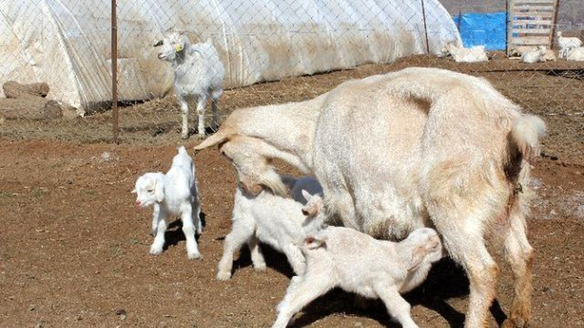 Saanen Cinsi Keçi Dördüz Doğurdu