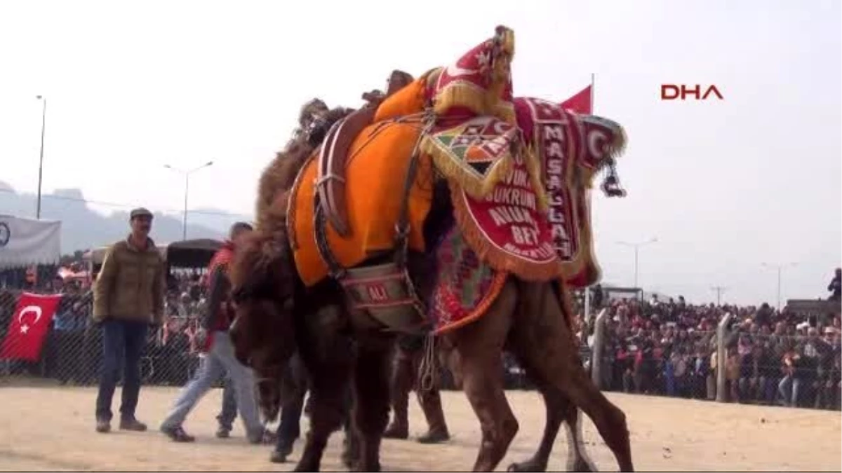 Salihli\'de Festival Tadında Deve Güreşi