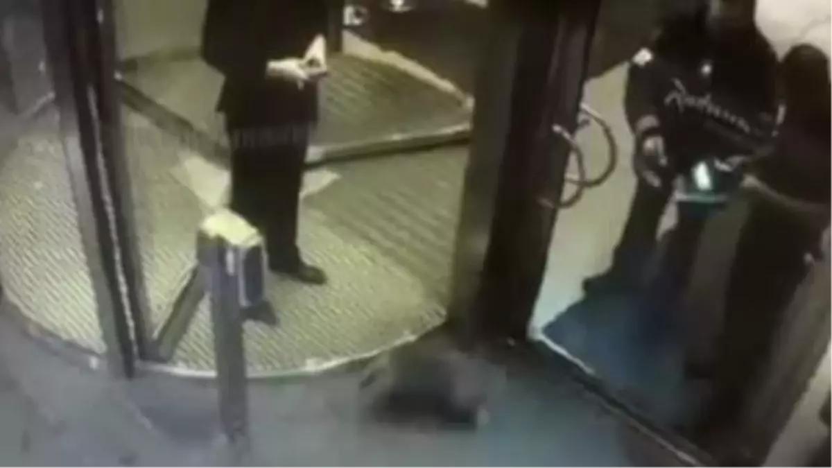 Angry Badger Puts Swedish Luxury Hotel On Lockdown Son Dakika