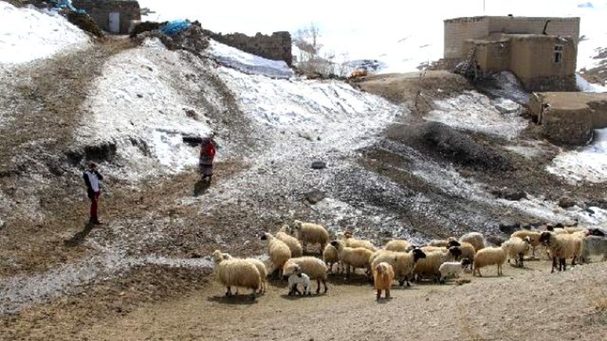 Eşi Kurt Saldırısında Öldü, 4 Kızıyla Yaşam Mücadelesi Veriyor
