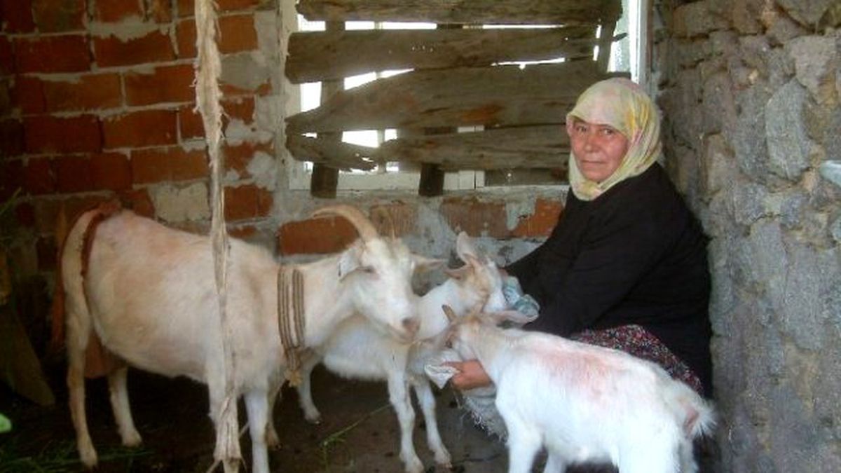 Koyun ve Keçiler Bebek Dostu