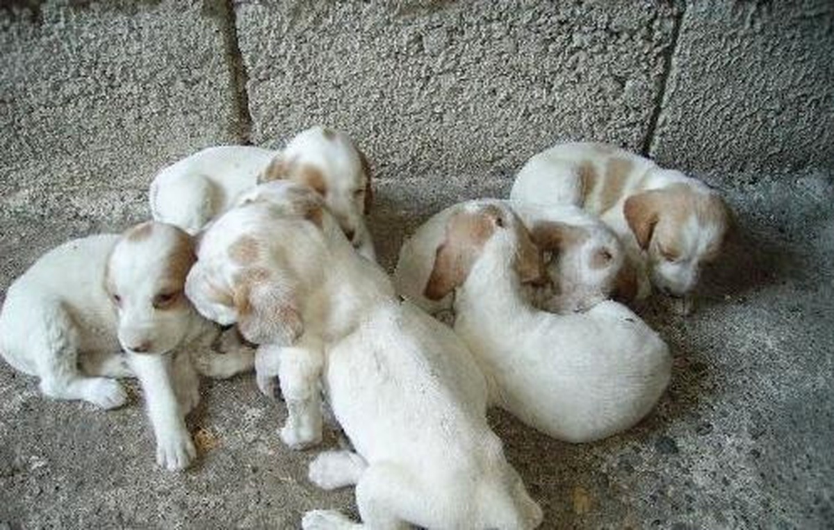 Terk Edilen Köpek Yavrularına Sahip Çıktı