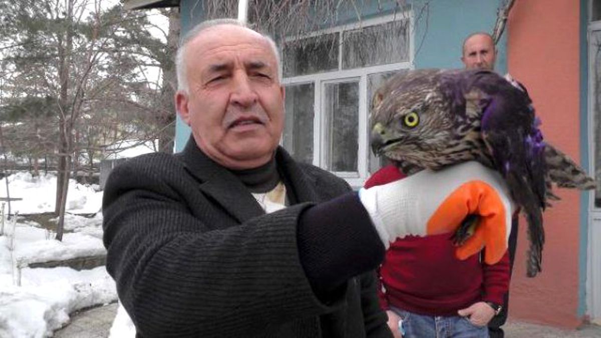 Yaralı Şahini Avcılar Kurtardı