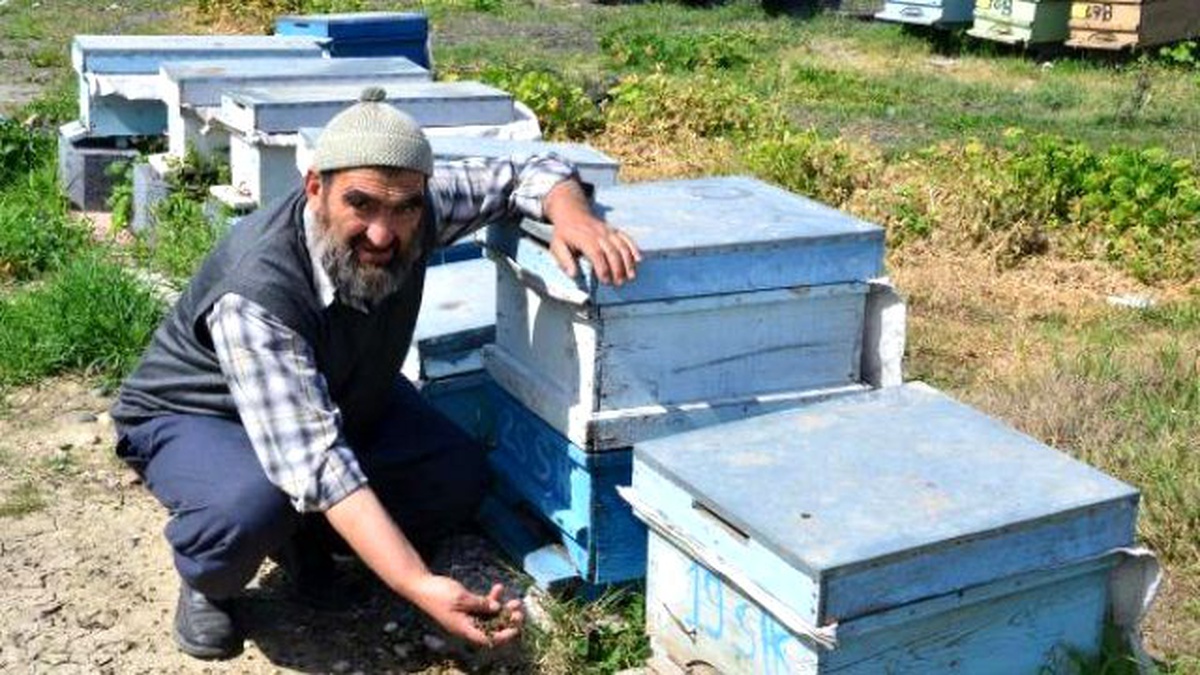 Adana\'da Arı Ölümleri Yetiştiricileri Şoke Etti