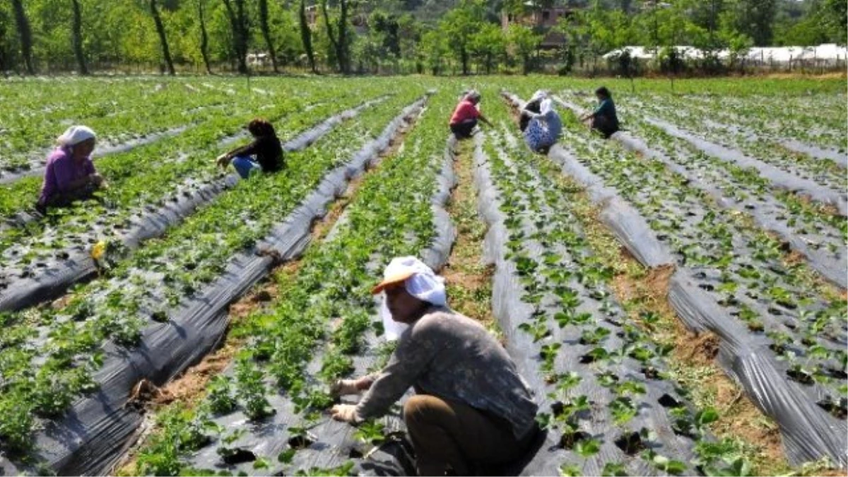 Doğu Karadeniz\'de Tarım İstihdamı Düştü