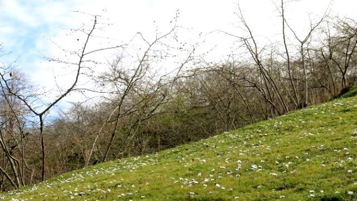 Fındık Uyanışa Başladı