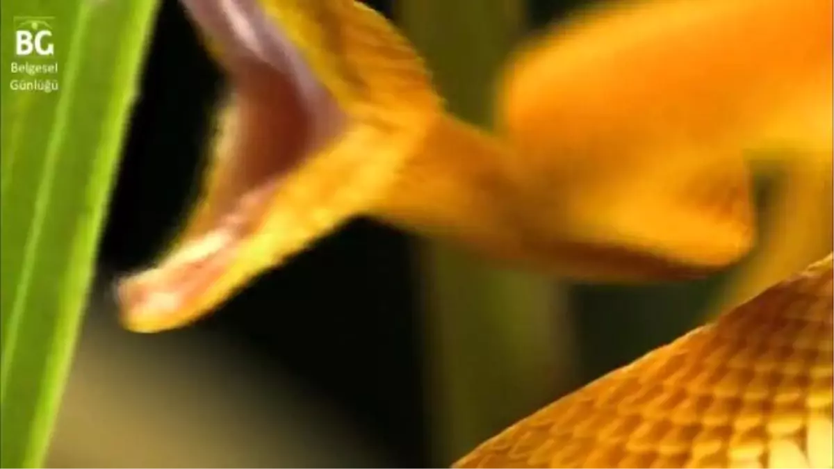 Kirpikli Sarı Engerek Yılanının Kurbağa Avı